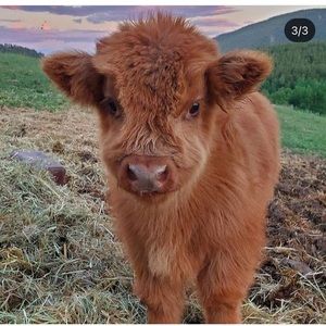 Meet your Posher, Gretchen